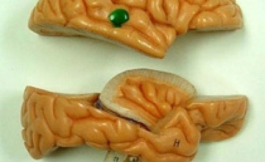 Tymosja e marihuanës dëmton pjesë të rëndësishme të trurit