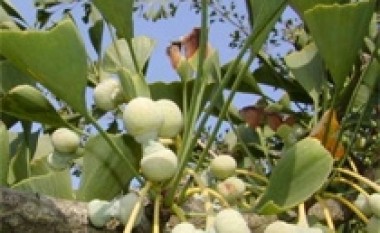 Ginkgo Biloba nuk e ngadalëson demencën