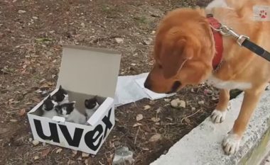 Qeni ka gjetur një kuti me kotele të braktisura: Pronarëve u ka përgatitur befasi jetësore! (Video)