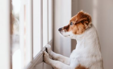 Sa gjatë guxoni ta linin qenin vetëm në shtëpi?