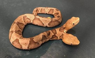 Ekspertët e befasuar me gjarpërin që ka dy koka (Video)