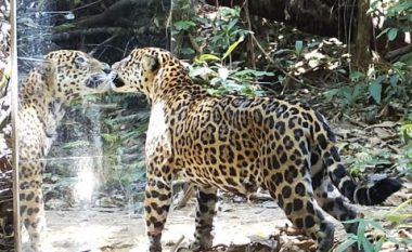 Kafshët e xhunglës të frikësuara nga refleksionit tyre në pasqyrë (Video)