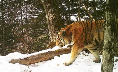 Tigri siberian mahniti ekspertët, doli nga mali të kërkonte ndihmë për plagët (Video)