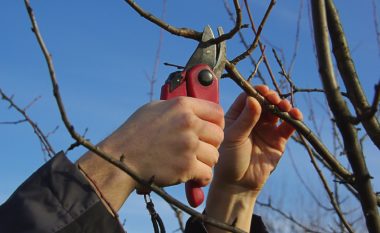 Temperaturat e kësaj jave, favorizojnë krasitjen e pemëve