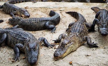 Krokodili gjigant befasoi shikuesit, të gjithë mendonin se është mashtrim optik (Foto)