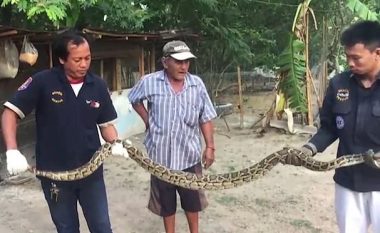 Detyrojnë pitonin katër metra ta vjell gjelin që e kishte gëlltitur (Video, +18)