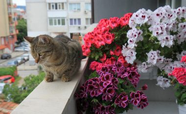 Çdo gjë për lulet Barbaroza: Si kultivohen, ujiten dhe ushqehen lulet më të bukura të ballkonit!