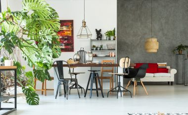 Cila bimë duhet të qëndrojë në cilën hapësirë: Pastroni ajrin, aromën e keqe dhe energjinë e keqe!