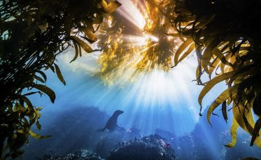 Të përzgjedhura nga 120 mijë foto, këtu tregohet fuqia e Natyrës