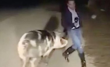 Po raportonte live nga zonat e përmbysura, gazetarit grek i vërsulet derri gjigant – nuk e la rehat për asnjë moment