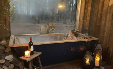 Vizitorët e një shtëpie të ndërtuar në park, mund të qëndrojnë shumë afër një grupi të luanëve