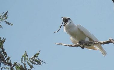 Kurrë nuk do ta qëlloni për cilin shpend bëhet fjalë vetëm kur dëgjoni tingullin
