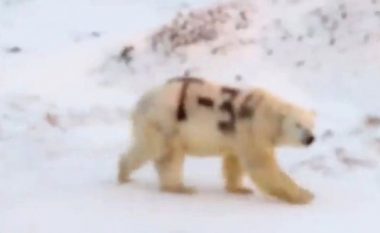 Pamjet me një ari polar të “etiketuar” me T-34 alarmojnë rusët – autori edhe më tej mbetet mister!