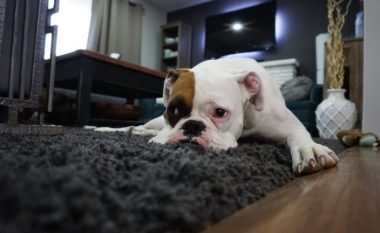 Pesë këshillat kryesore që duhet të dini kur vendosni ta lini qenin tuaj vetëm në shtëpi