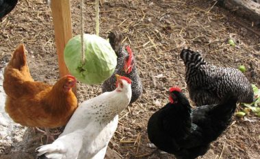 Mënyra e duhur për t’i mbajtur pulat tuaja të argëtuara