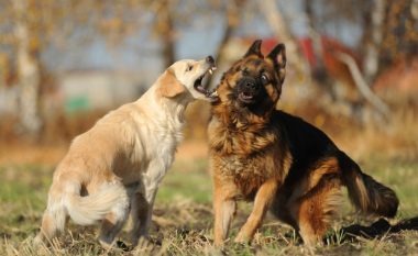 Nëse keni dy ose më shumë qen, shanset janë që ata janë bërë miq me njëri-tjetrin, por çfarë nëse ata nuk shkojnë mirë?