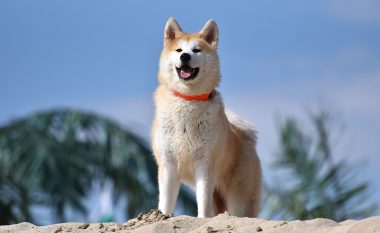 Akita Inu – qeni më besnik në botë: Të gjithë e duan këtë qen!