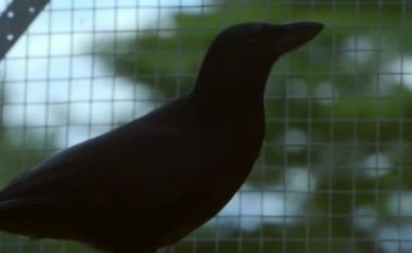 Sorrës iu dha një detyrë që e zgjidhi dhe kështu u provua që është zogu më inteligjent në botë?