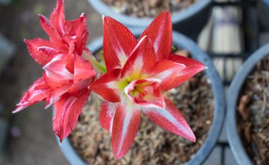 Tani është koha e duhur për të mbjellë lulen amaryllis: Si kultivohet në mënyrën e duhur në shtëpi dhe në ballkon!