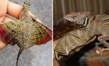 Dragonjtë që fluturojnë ekzistojnë dhe janë një mrekulli e vërtetë e natyrës