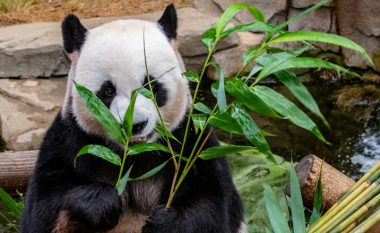 E dini sa gishta i ka panda gjigante