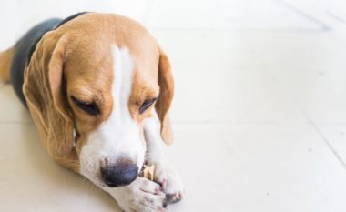 A i pastrojnë vërtet kockat dentare dhëmbët e kafshëve tuaja?