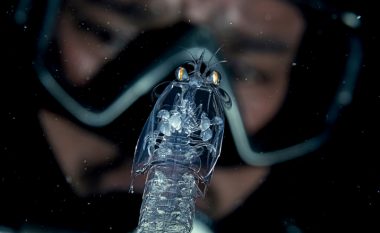 Ato kanë disa milimetra dhe çdo organ mund t’u shihet: Fotografi të pabesueshme nga thellësitë e errëta të detit