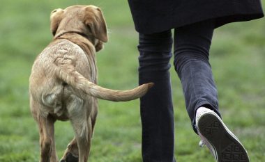 Qentë me bishtin e tyre shprehin emocione: Tundja e bishtit nuk do të thotë gjithmonë se janë të lumtur