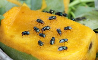 Tri mënyra për të zhdukur mizat e ushqimeve dhe frutave nga kuzhina, njëherë e përgjithmonë