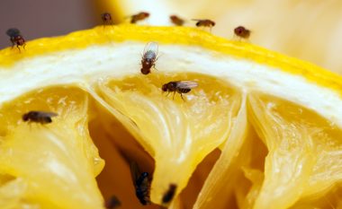 Disa mënyra për të larguar mizat e frutave