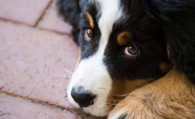 Veterinarja shpjegon pse qentë hanë jashtëqitje dhe si mund të ndalohen