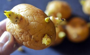 A është e sigurt të hani patate të mbira?