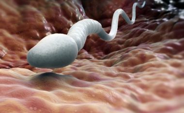 Një fakt që gratë duhet ta dinë. Sa kohë mund të “mbijetojnë” spermatozoidet?