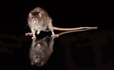 Nga brejtësit te njerëzit – si lindi varianti i ri Omicron?