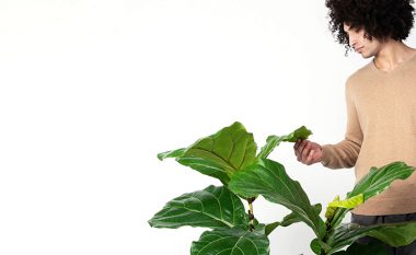 Tri lule shtëpie që nuk e pëlqejnë shumë dimrin: Si të mbijetojnë deri në pranverë?
