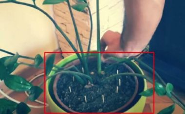 Mjafton të vendosni fije shkrepëse të zakonshme në një vazo lulesh: nuk do t’ju duhet ta ujisni fare