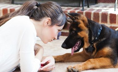 Gjithmonë keni dashur të flisni me ta: Sa fjalë mund të kuptojë vërtet një qen