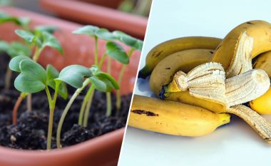 Mos i hidhni lëvoret e bananes – përdorini ato për t’i mbajtur bimët tuaja të shëndetshme