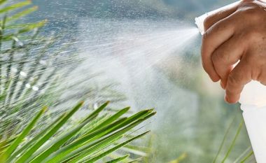 Si të shpëtoni nga insektet në bimët tuaja pa pesticide