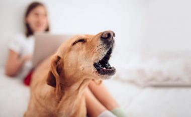 Pse ulërijnë qentë dhe çfarë ju thonë? Ka një rast që duhet të shqetësoheni