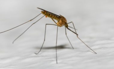 Kafshët më vdekjeprurëse në botë