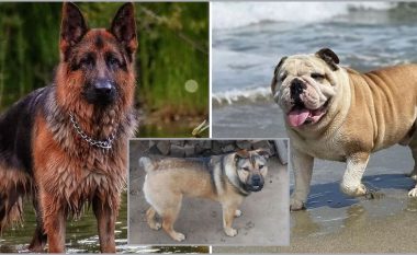 Mund të befasoheni si duket një kryqëzim midis pastorit gjerman dhe një bulldogu