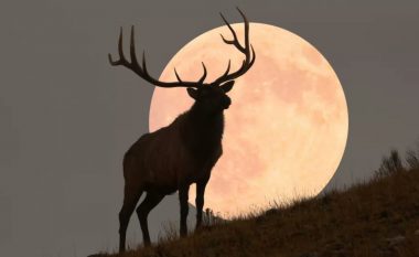 Tri shenjat e zodiakut më pak të prekura nga hëna e plotë e korrikut