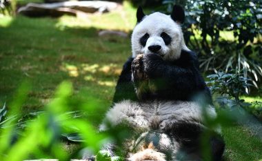 An An, panda mashkull më jetëgjatë në botë nën kujdesin e njeriut, vdes në moshën 35-vjeçare në një kopsht zoologjik në Hong Kong