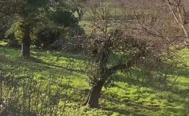 Ju keni sytë e një skifteri nëse mund të dalloni drerin në këtë skenë pyjore