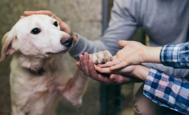 Pse është gjithmonë më mirë të adoptosh një qen sesa të blesh nga rritësit e tyre?