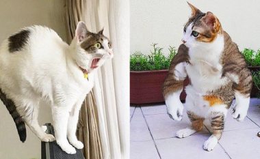 Reagimet gazmore të kafshëve shtëpiake do ju bëjnë të qeshni deri me lot