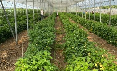 Ministria e Bujqësisë: 200 tonelata speca nga toka e Kosovës në sofër të Evropës