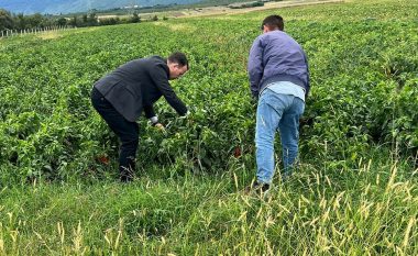 Peci: Do t’i kompensojmë dëmet në bujqësi të shkaktuara nga vërshimet