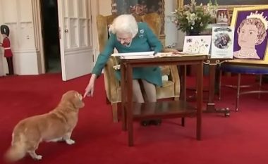 Një nga qentë e Mbretëreshës Elizabeth II pothuajse u godit nga rryma në Pallatin Balmoral